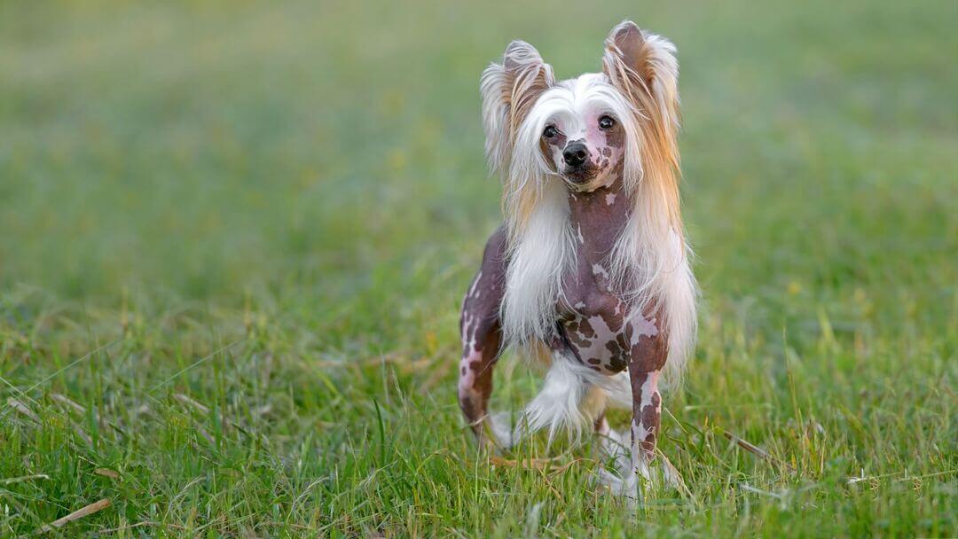 Dogs with thick on sale hair